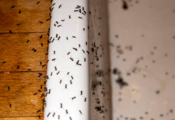 Best Termite Control Services  in Covington, GA